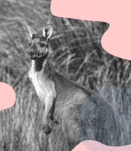 Down Under : Nova en Australie